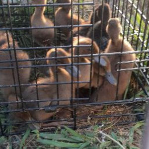 Meet your Posher, Dana